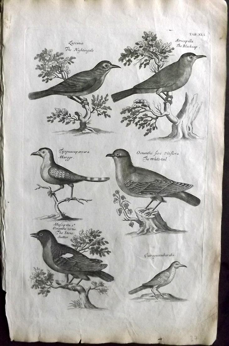 Willughby, Francis 1708 Bird Print. Nightingale, (1 of 2)