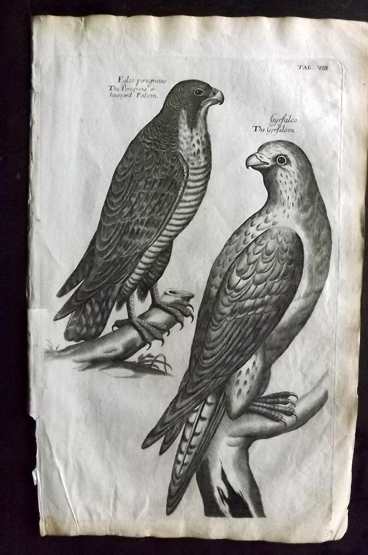 Willughby, Francis 1708 Bird Print. Peregrine Falcon (1 of 2)