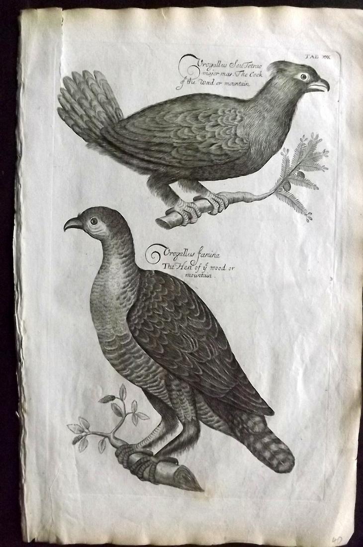 Willughby, Francis 1708 Bird Print. Wood/Mountain Cock (1 of 2)