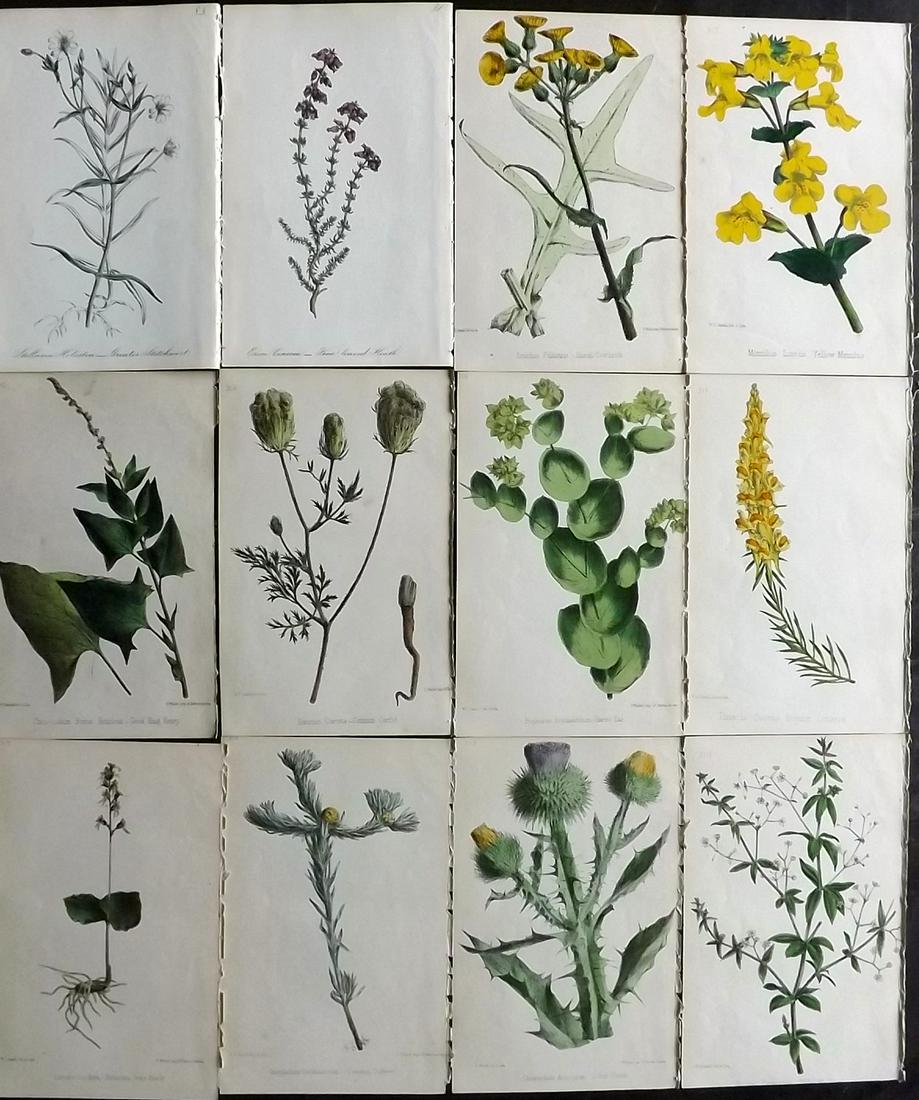 Hogg & Johnson C1870 Lot of 12 HCol Botanical Prints: Hand Coloured Lithographs Published 1863-1880, London for "The Wild Flowers of Great Britain" by Robert Hogg & George W. Johnson. Paper Size: 9 x 5.5 inch (23 x 14cm) Good Condition