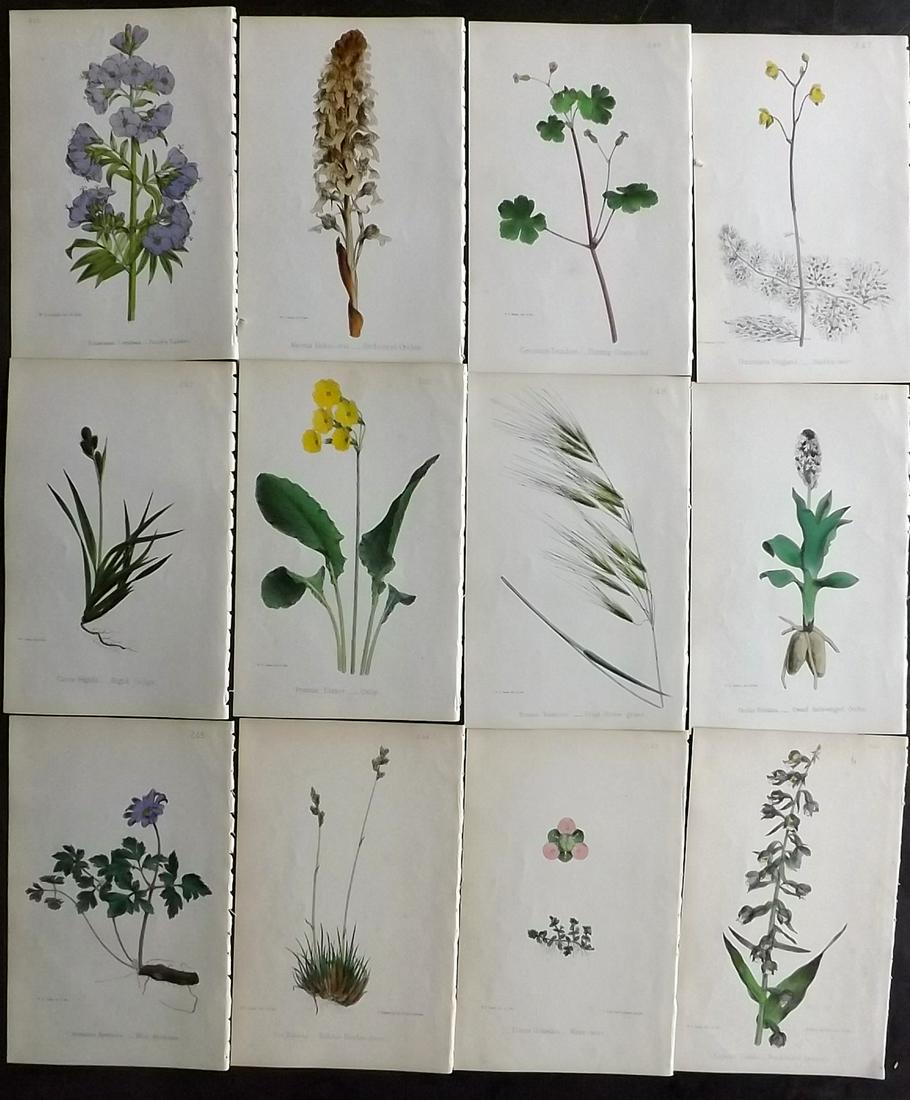 Hogg & Johnson C1870 Lot of 12 HCol Botanical Prints: Hand Coloured Lithographs Published 1863-1880, London for "The Wild Flowers of Great Britain" by Robert Hogg & George W. Johnson. Paper Size: 9 x 5.5 inch (23 x 14cm) Good Condition