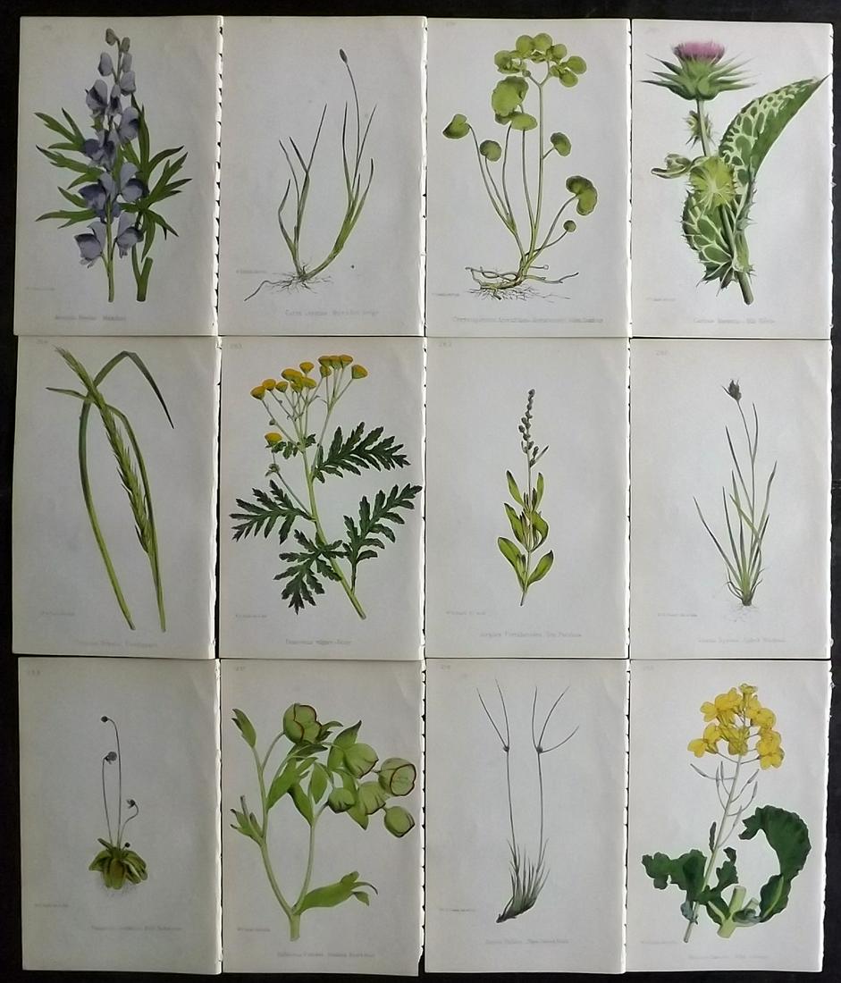 Hogg & Johnson C1870 Lot of 12 HCol Botanical Prints: Hand Coloured Lithographs Published 1863-1880, London for "The Wild Flowers of Great Britain" by Robert Hogg & George W. Johnson. Paper Size: 9 x 5.5 inch (23 x 14cm) Good Condition