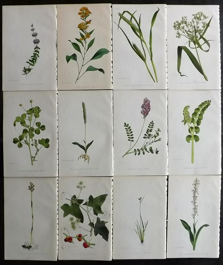 Hogg & Johnson C1870 Lot of 12 HCol Botanical Prints (1 of 2)
