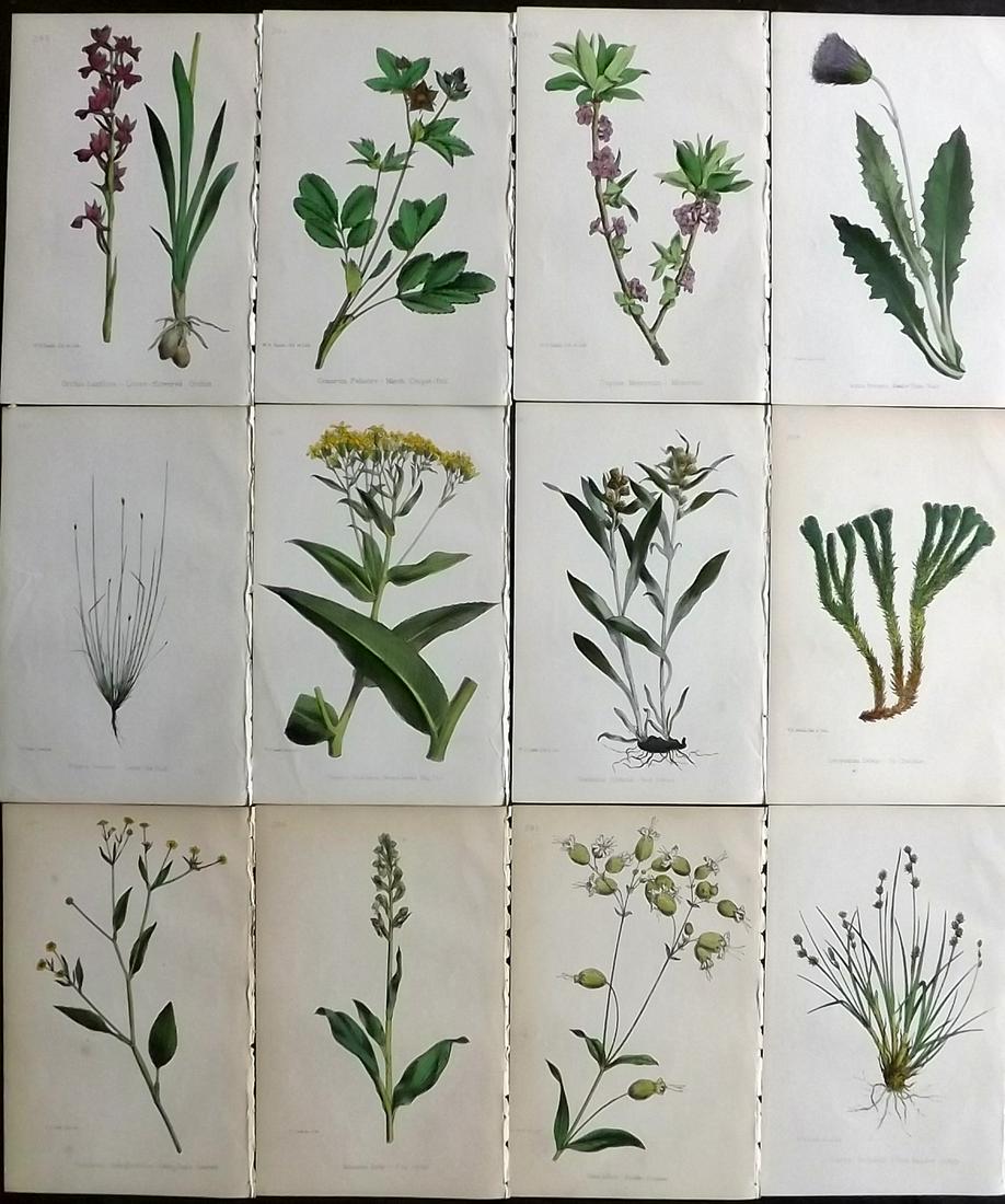Hogg & Johnson C1870 Lot of 12 HCol Botanical Prints (1 of 2)