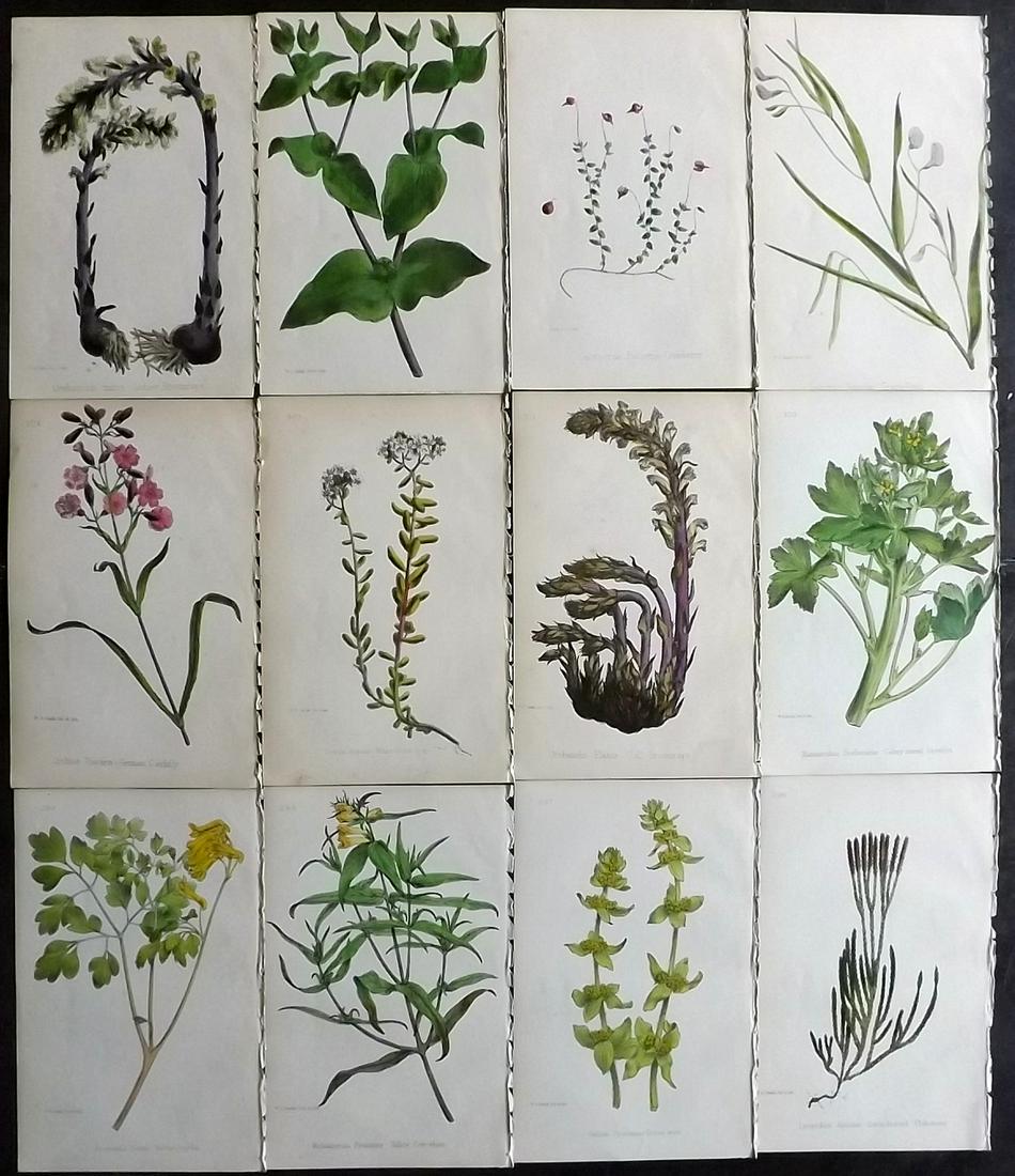 Hogg & Johnson C1870 Lot of 12 HCol Botanical Prints (1 of 2)