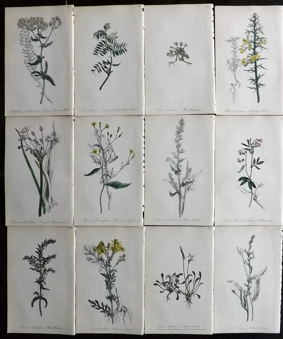 Hogg & Johnson C1870 Lot of 12 HCol Botanical Prints: Hand Coloured Lithographs Published 1863-1880, London for "The Wild Flowers of Great Britain" by Robert Hogg & George W. Johnson. Paper Size: 9 x 5.5 inch (23 x 14cm) Good Condition