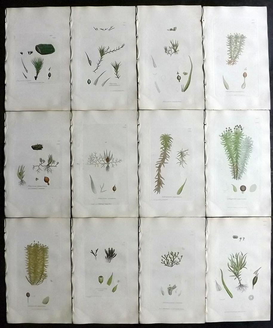 Sowerby, James 1846 Lot 12 Hand Col Botanical Prints: Hand Coloured Etchings Published London, 1832-46 for "English Botany; or, Coloured Figures of British Plants…" Second Edition by James Sowerby and Edward Smith. Paper Size: 9 x 5.5 inch (23 x 14cm) 
