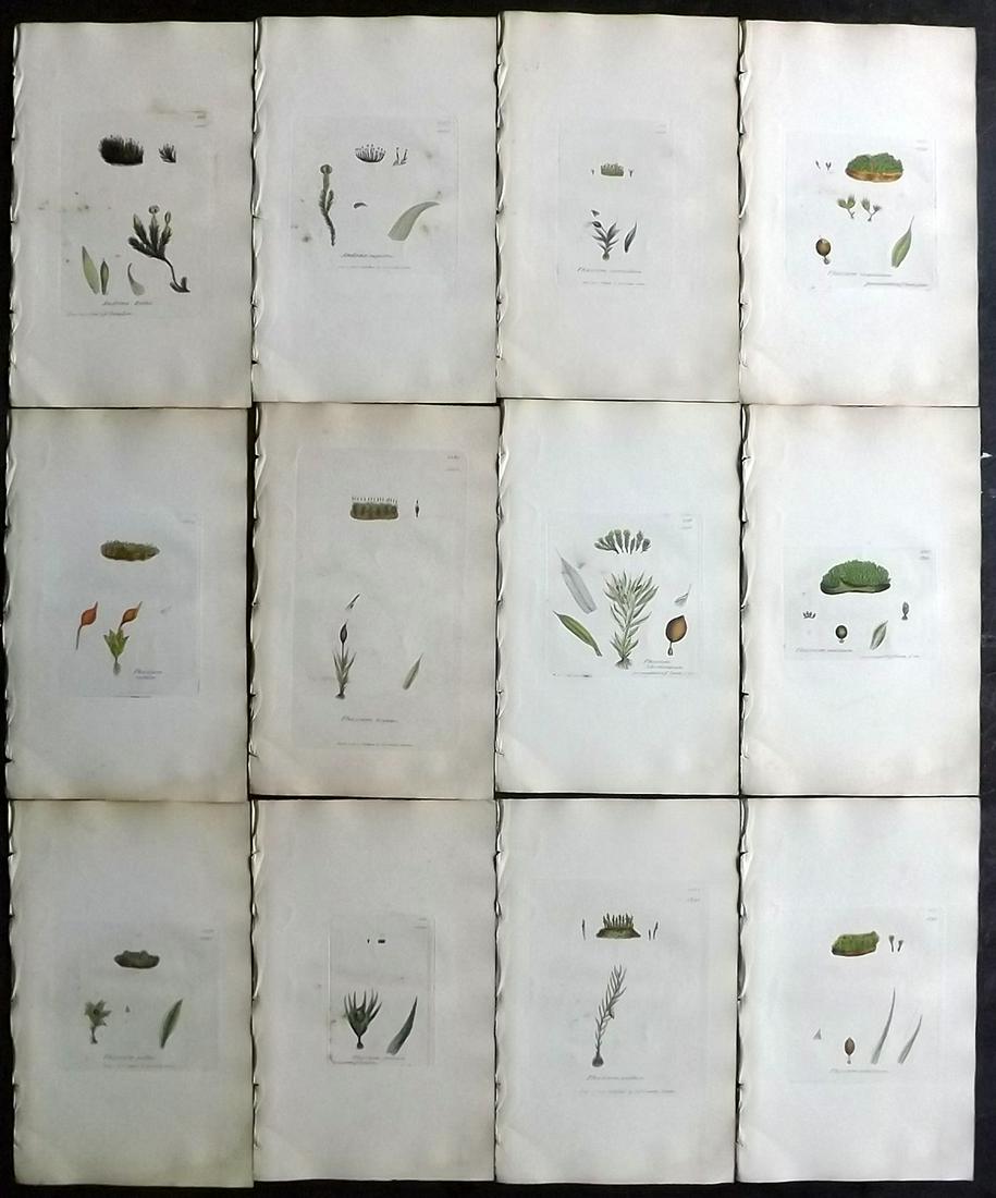Sowerby, James 1846 Lot 12 Hand Col Botanical Prints: Hand Coloured Etchings Published London, 1832-46 for "English Botany; or, Coloured Figures of British Plants…" Second Edition by James Sowerby and Edward Smith. Paper Size: 9 x 5.5 inch (23 x 14cm) 