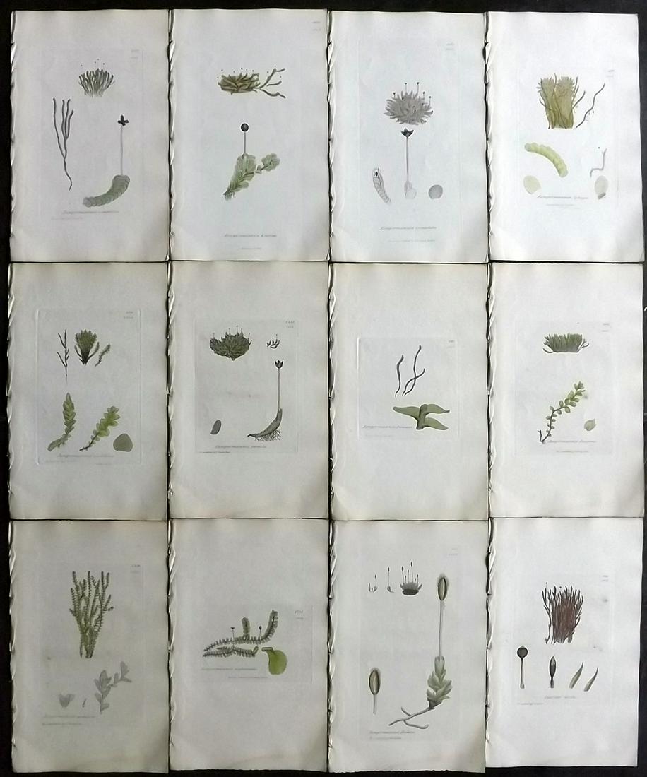 Sowerby, James 1846 Lot 12 Hand Col Botanical Prints: Hand Coloured Etchings Published London, 1832-46 for "English Botany; or, Coloured Figures of British Plants…" Second Edition by James Sowerby and Edward Smith. Paper Size: 9 x 5.5 inch (23 x 14cm) 