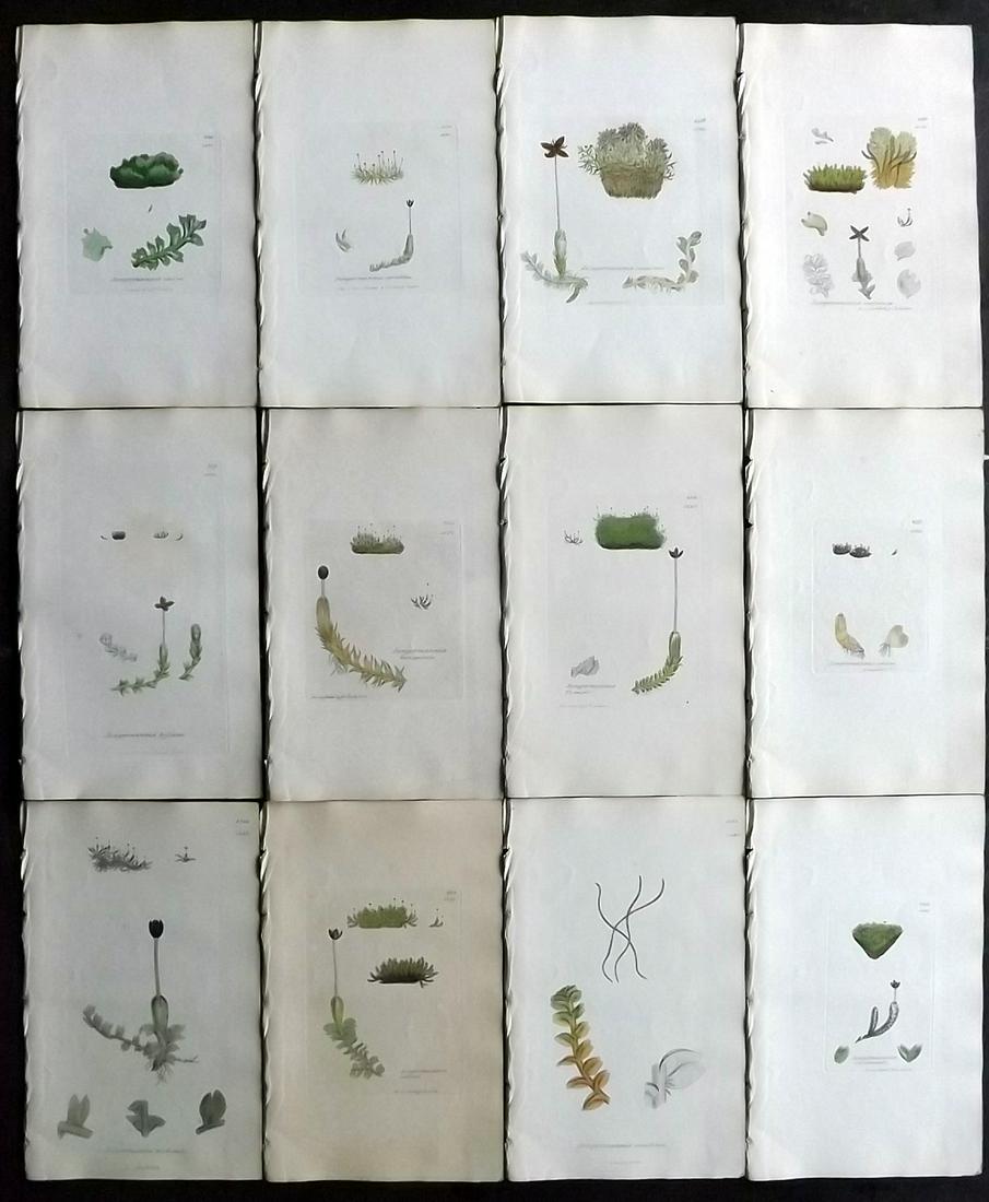 Sowerby, James 1846 Lot 12 Hand Col Botanical Prints: Hand Coloured Etchings Published London, 1832-46 for "English Botany; or, Coloured Figures of British Plants…" Second Edition by James Sowerby and Edward Smith. Paper Size: 9 x 5.5 inch (23 x 14cm) 
