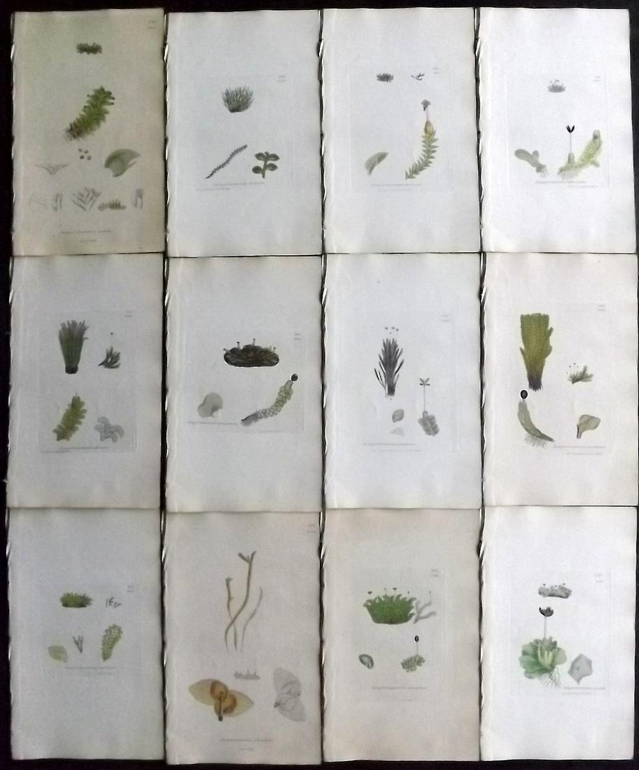 Sowerby, James 1846 Lot 12 Hand Col Botanical Prints: Hand Coloured Etchings Published London, 1832-46 for "English Botany; or, Coloured Figures of British Plants…" Second Edition by James Sowerby and Edward Smith. Paper Size: 9 x 5.5 inch (23 x 14cm) 