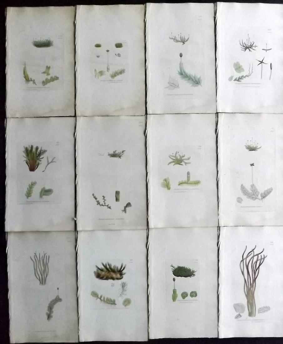Sowerby, James 1846 Lot 12 Hand Col Botanical Prints: Hand Coloured Etchings Published London, 1832-46 for "English Botany; or, Coloured Figures of British Plants…" Second Edition by James Sowerby and Edward Smith. Paper Size: 9 x 5.5 inch (23 x 14cm) 