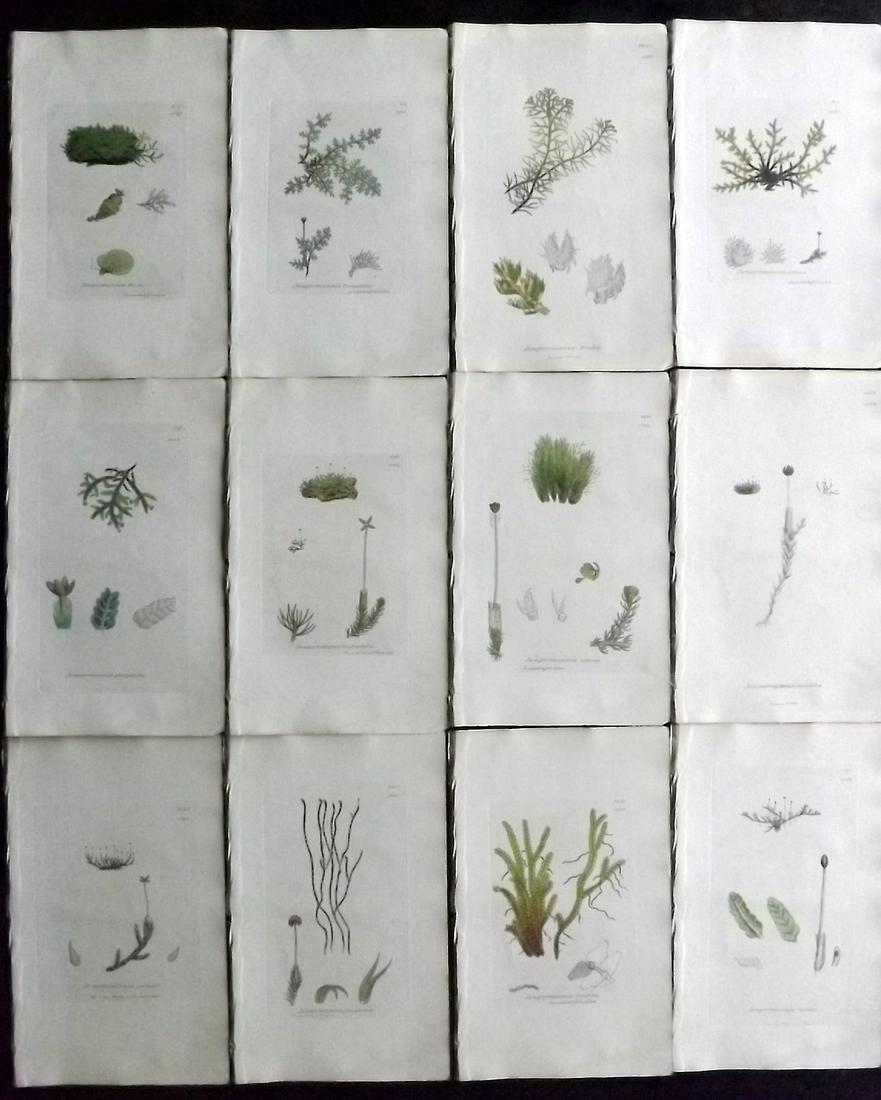 Sowerby, James 1846 Lot 12 Hand Col Botanical Prints: Hand Coloured Etchings Published London, 1832-46 for "English Botany; or, Coloured Figures of British Plants…" Second Edition by James Sowerby and Edward Smith. Paper Size: 9 x 5.5 inch (23 x 14cm) 