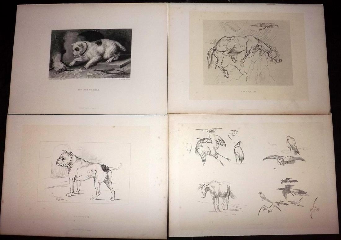 Landseer, Edwin 1880 Lot of 5 Natual History Prints (1 of 2)