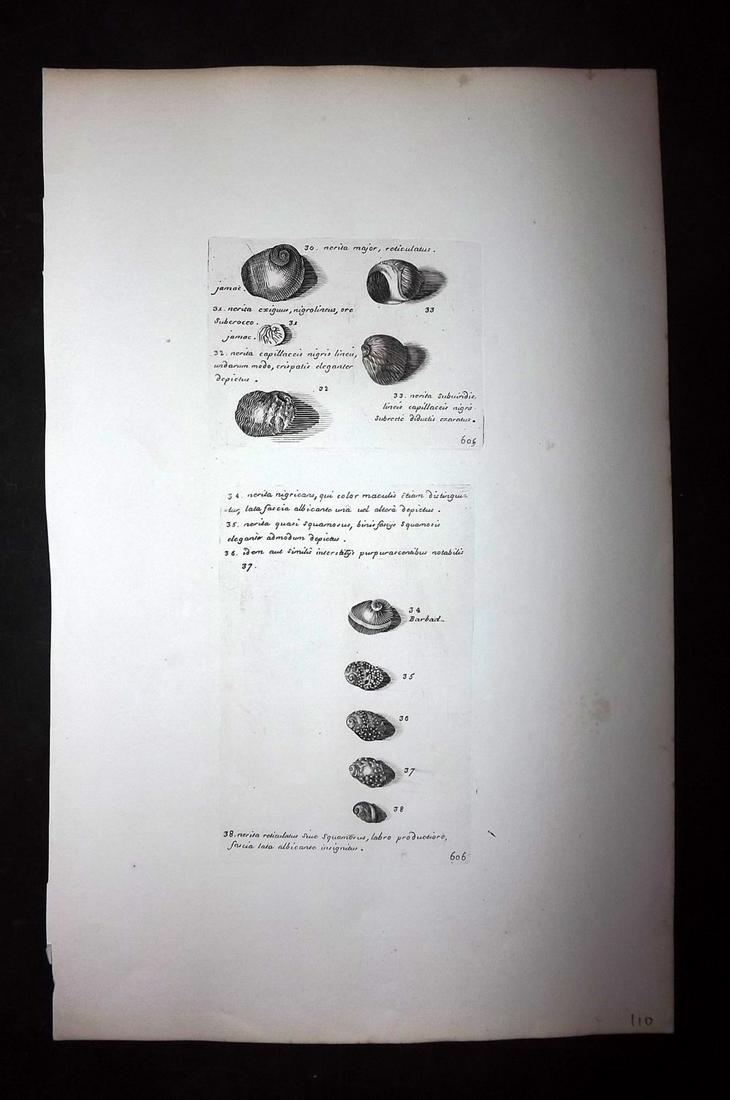 Lister, Martin 1823 Rare Folio Shell Print 605-606 (1 of 2)