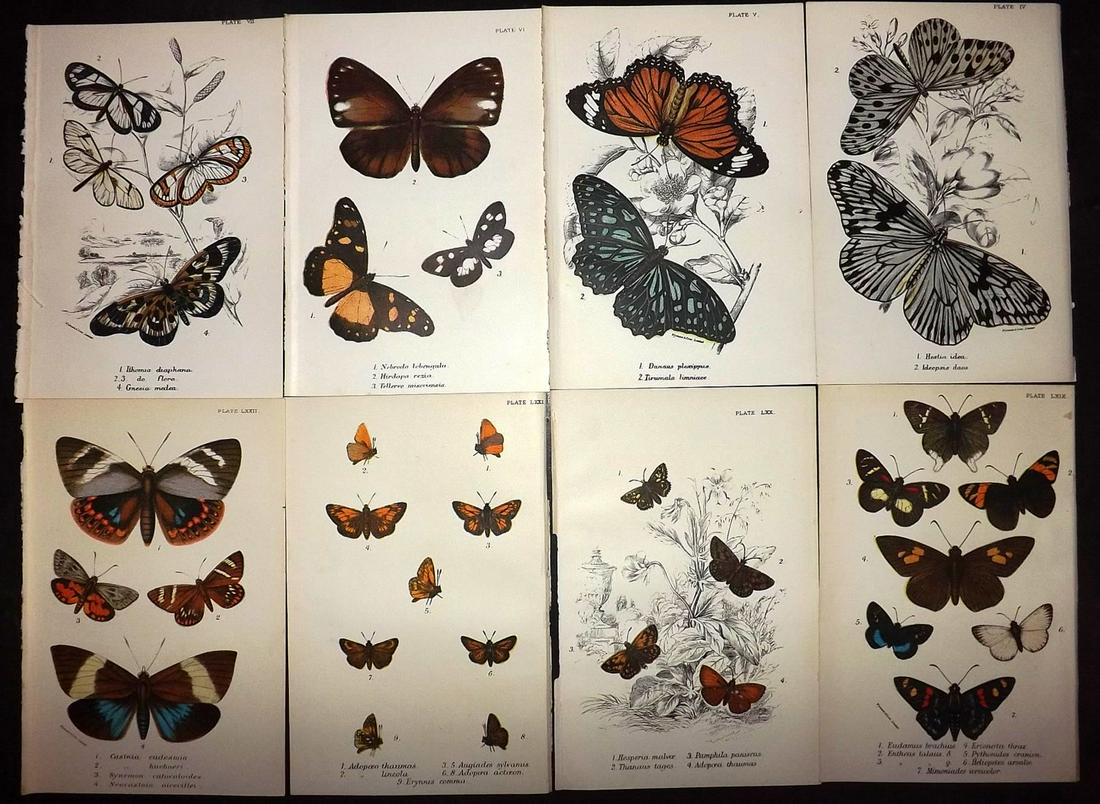 Lloyds's 1897 Lot of 8 Antique Butterfly Prints (1 of 2)