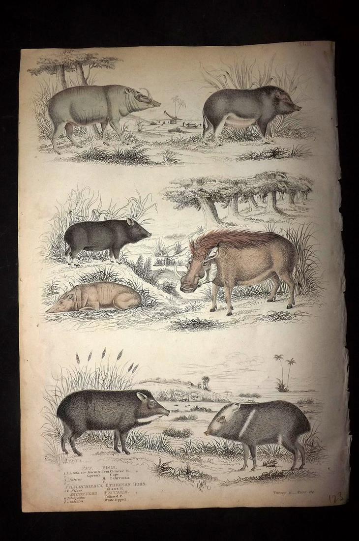 MacGillivray, William 1840 HC Print. Hogs, Peccary Pigs: Folio Hand Coloured Steel Engraving with Etching Published 1835-40, Edinburgh for "The Edinburgh Journal of Natural History, and of the Physical Sciences" by William MacGillivray. Paper Size: 13.5 x 9