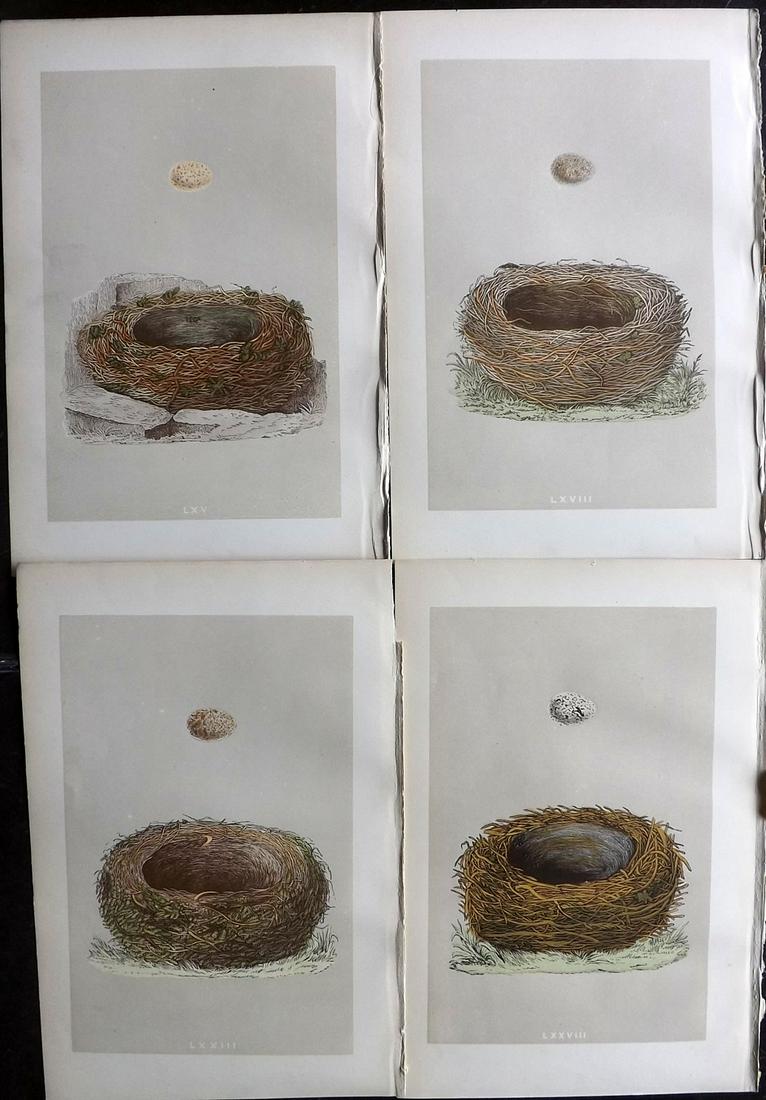 Morris, Francis 1879 Lot of 4 Bird Nest Prints: Woodblocks Published 1879, London for "A Natural History of the Nests and Eggs of British Birds" By the Rev. Francis Orpen Morris, printed Benjamin Fawcett. Most Plates printed in colours and finished