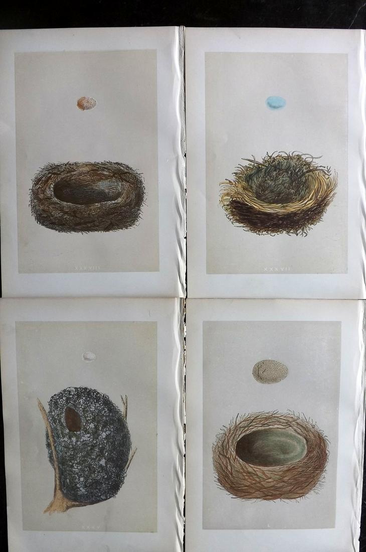 Morris, Francis 1879 Lot of 4 Bird Nest Prints: Woodblocks Published 1879, London for "A Natural History of the Nests and Eggs of British Birds" By the Rev. Francis Orpen Morris, printed Benjamin Fawcett. Most Plates printed in colours and finished