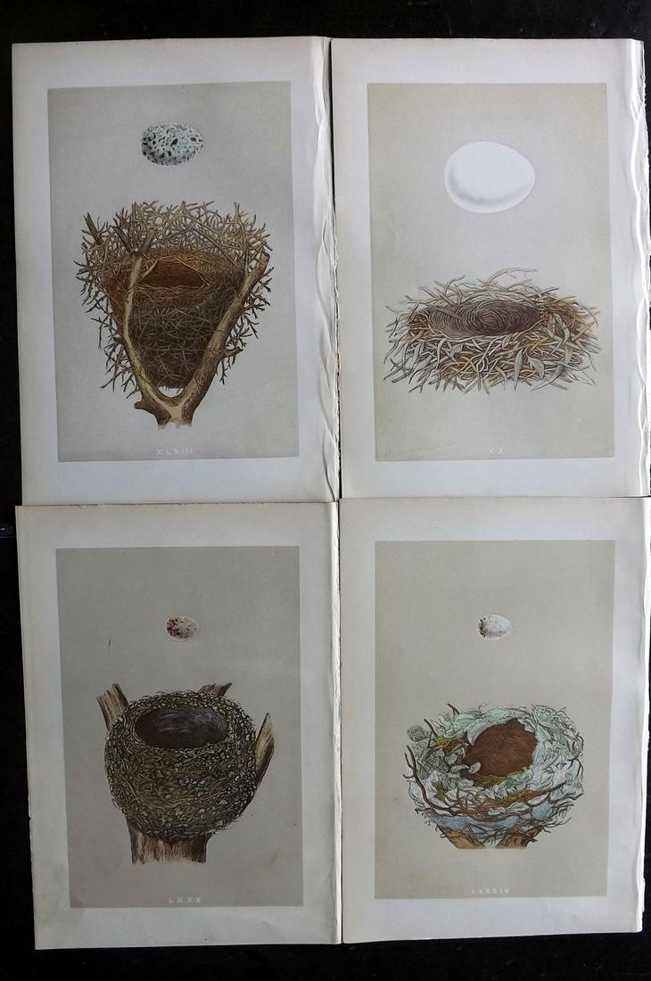 Morris, Francis 1879 Lot of 4 Bird Nest Prints: Woodblocks Published 1879, London for "A Natural History of the Nests and Eggs of British Birds" By the Rev. Francis Orpen Morris, printed Benjamin Fawcett. Most Plates printed in colours and finished
