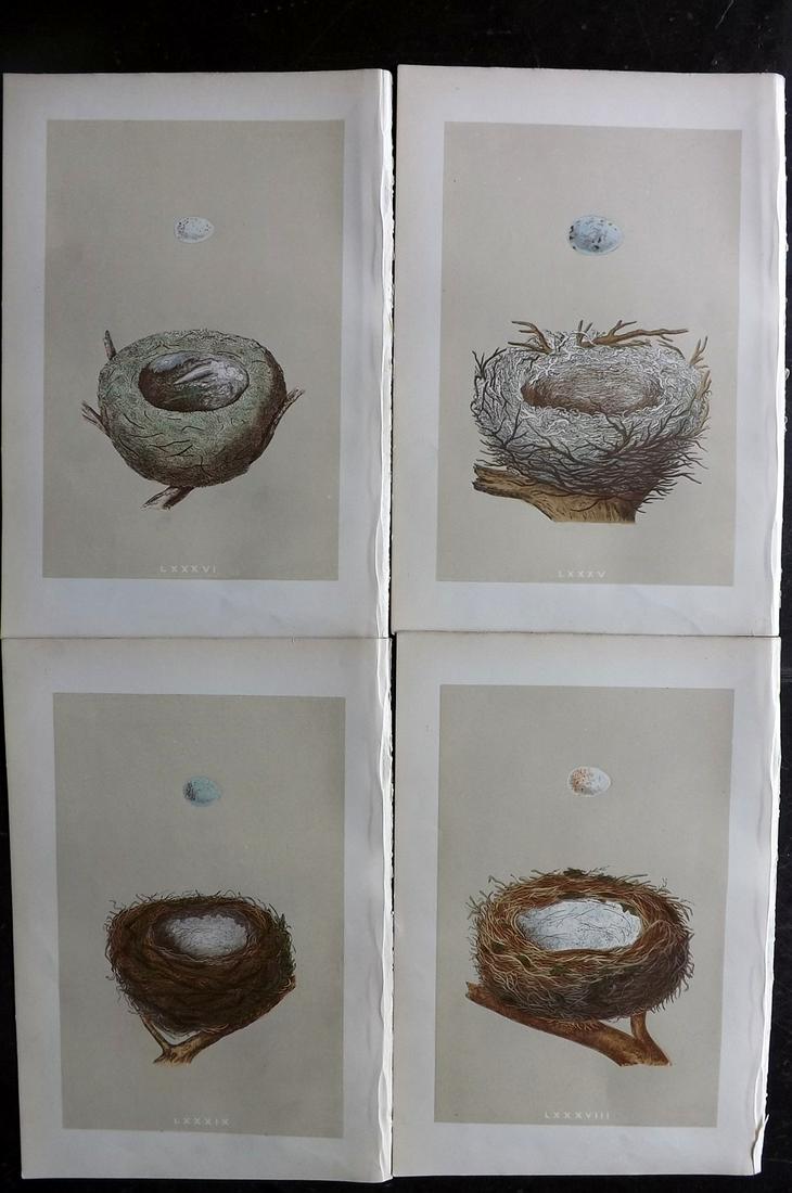 Morris, Francis 1879 Lot of 4 Bird Nest Prints: Woodblocks Published 1879, London for "A Natural History of the Nests and Eggs of British Birds" By the Rev. Francis Orpen Morris, printed Benjamin Fawcett. Most Plates printed in colours and finished