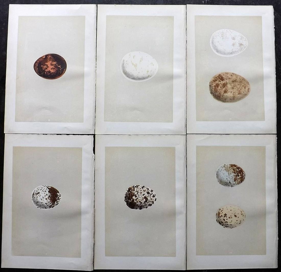 Morris, Francis 1879 Lot of 6 Bird Egg Prints: Woodblocks Published 1879, London for "A Natural History of the Nests and Eggs of British Birds" By the Rev. Francis Orpen Morris, printed Benjamin Fawcett. Most Plates printed in colours and finished