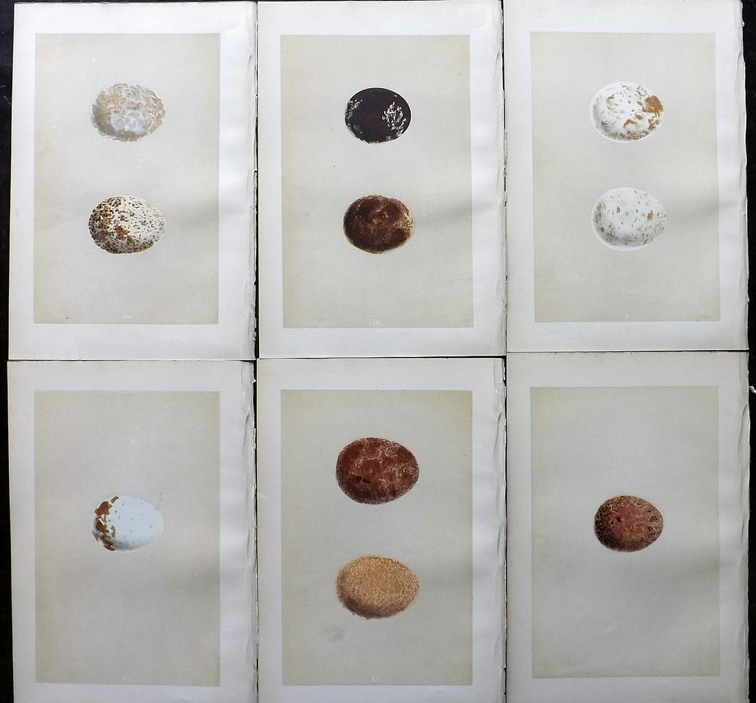 Morris, Francis 1879 Lot of 6 Bird Egg Prints: Woodblocks Published 1879, London for "A Natural History of the Nests and Eggs of British Birds" By the Rev. Francis Orpen Morris, printed Benjamin Fawcett. Most Plates printed in colours and finished