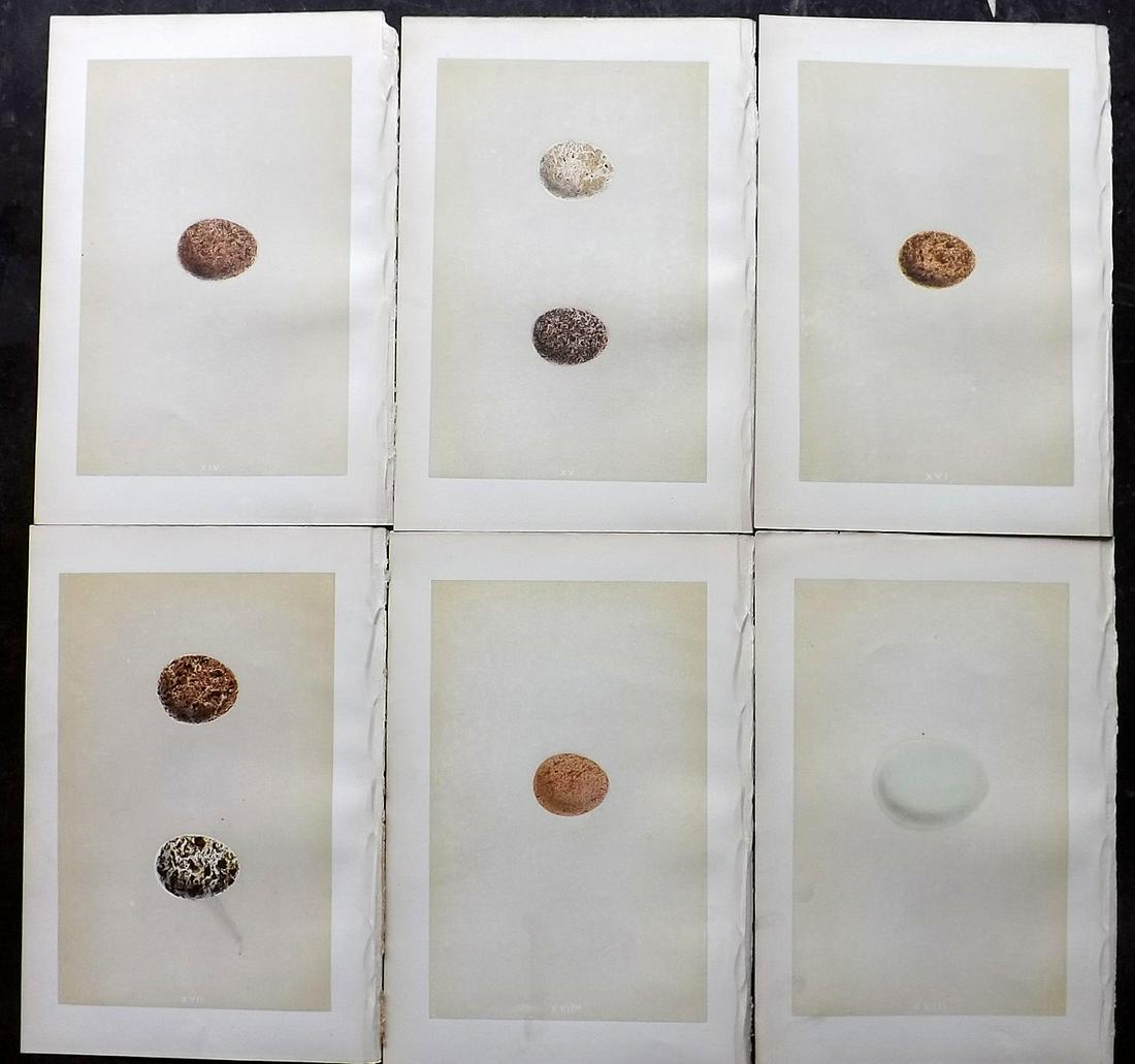 Morris, Francis 1879 Lot of 6 Bird Egg Prints: Woodblocks Published 1879, London for "A Natural History of the Nests and Eggs of British Birds" By the Rev. Francis Orpen Morris, printed Benjamin Fawcett. Most Plates printed in colours and finished