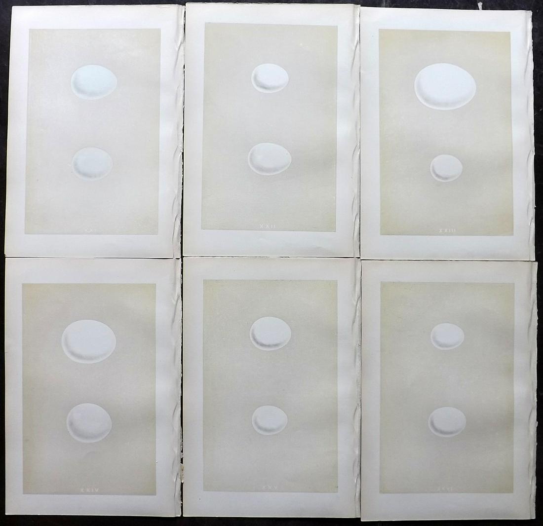 Morris, Francis 1879 Lot of 6 Bird Egg Prints: Woodblocks Published 1879, London for "A Natural History of the Nests and Eggs of British Birds" By the Rev. Francis Orpen Morris, printed Benjamin Fawcett. Most Plates printed in colours and finished