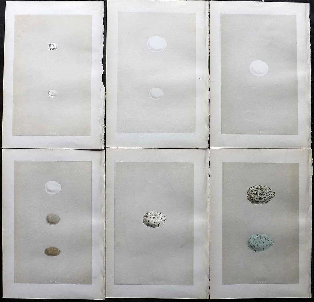 Morris, Francis 1879 Lot of 6 Bird Egg Prints: Woodblocks Published 1879, London for "A Natural History of the Nests and Eggs of British Birds" By the Rev. Francis Orpen Morris, printed Benjamin Fawcett. Most Plates printed in colours and finished