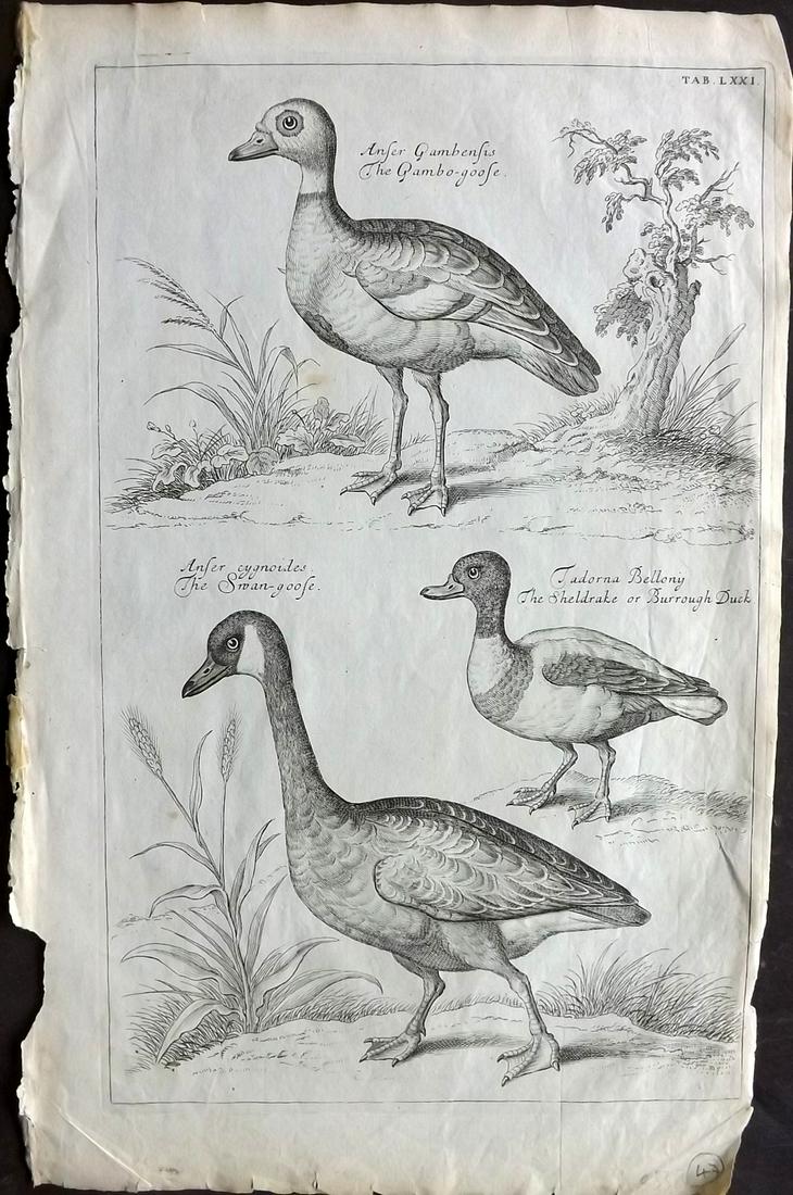 Willughby, Francis 1708 Bird Print. Swan, Goose (1 of 2)