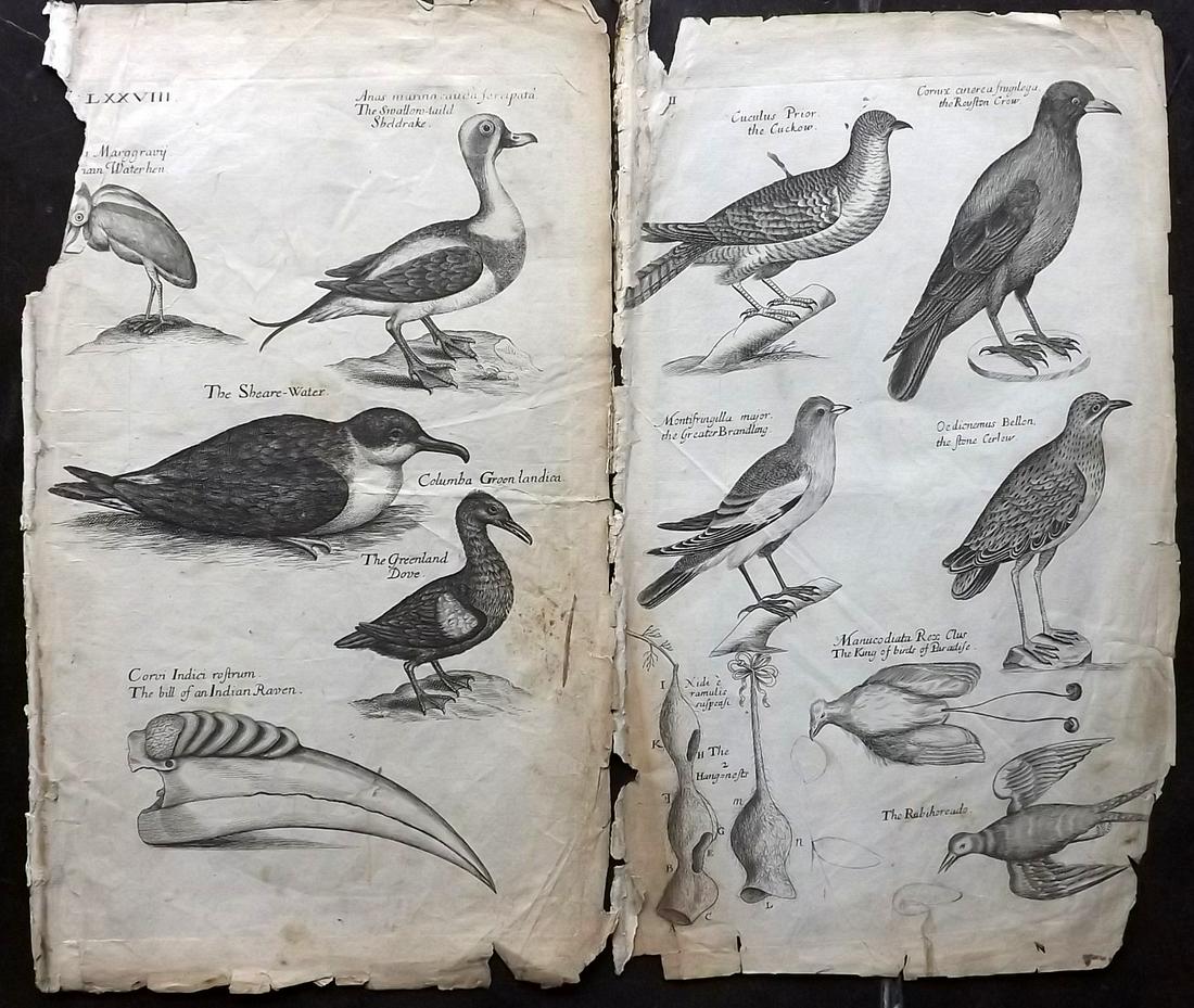 Willughby, Francis 1708 Pair of Bird Prints (Faults) (1 of 2)