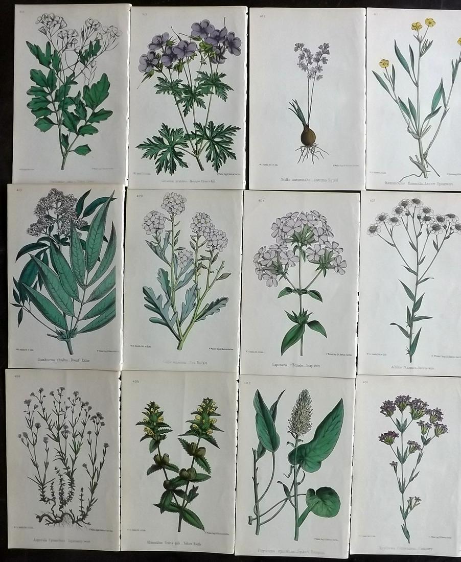 Hogg & Johnson C1870 Lot of 12 HCol Botanical Prints: Hand Coloured Lithographs Published 1863-1880, London for "The Wild Flowers of Great Britain" by Robert Hogg & George W. Johnson. Paper Size: 9 x 5.5 inch (23 x 14cm) Good Condition