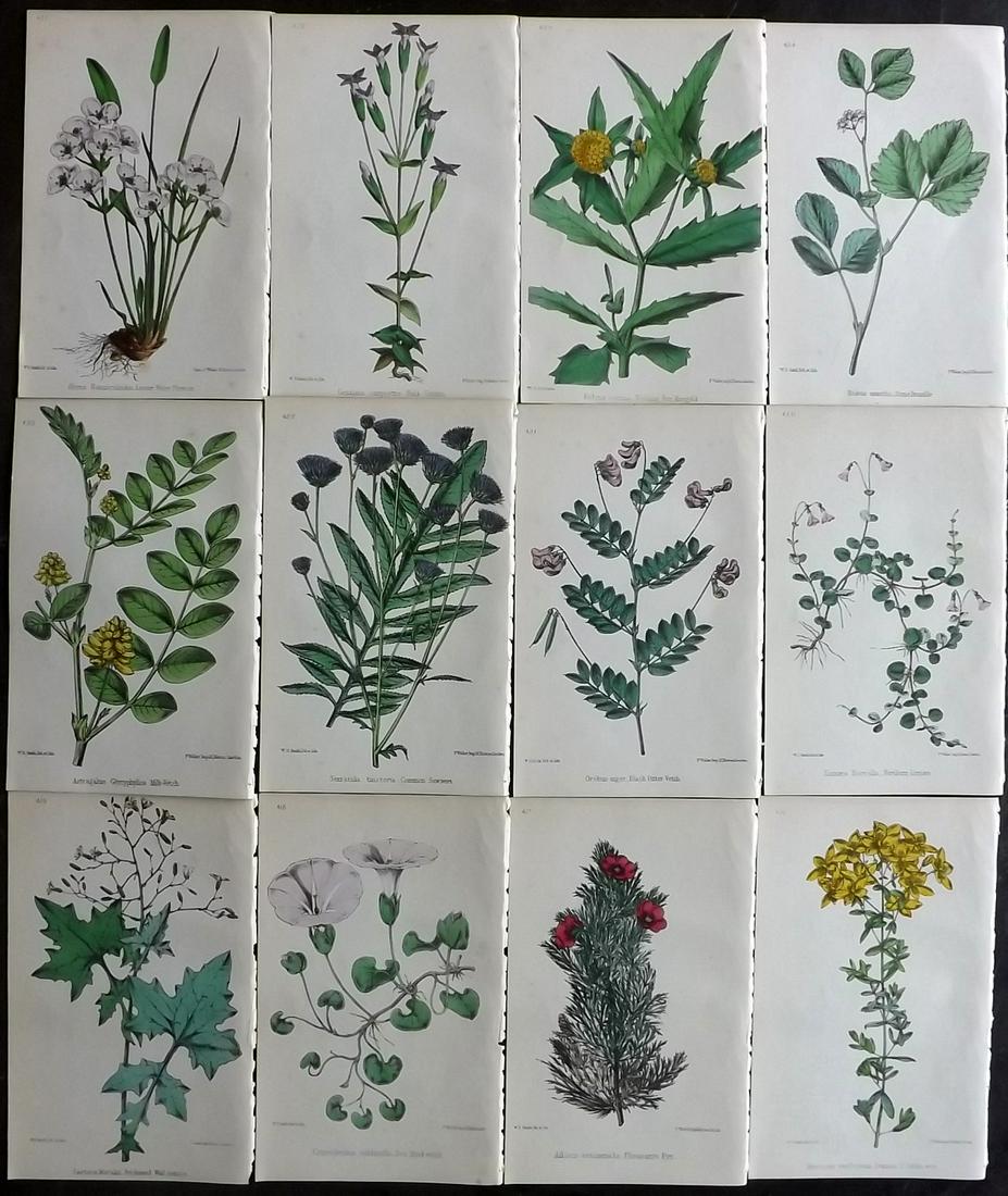 Hogg & Johnson C1870 Lot of 12 HCol Botanical Prints: Hand Coloured Lithographs Published 1863-1880, London for "The Wild Flowers of Great Britain" by Robert Hogg & George W. Johnson. Paper Size: 9 x 5.5 inch (23 x 14cm) Good Condition