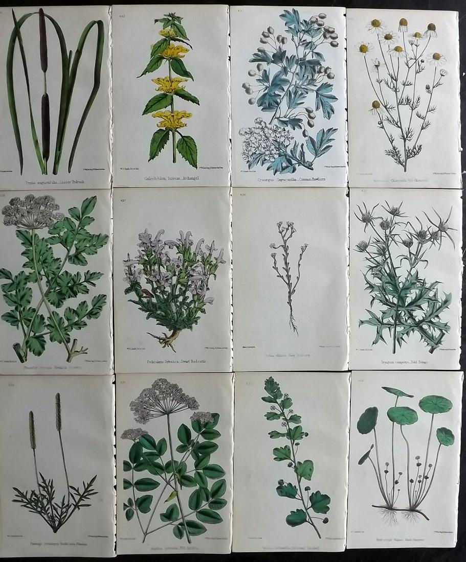 Hogg & Johnson C1870 Lot of 12 HCol Botanical Prints: Hand Coloured Lithographs Published 1863-1880, London for "The Wild Flowers of Great Britain" by Robert Hogg & George W. Johnson. Paper Size: 9 x 5.5 inch (23 x 14cm) Good Condition