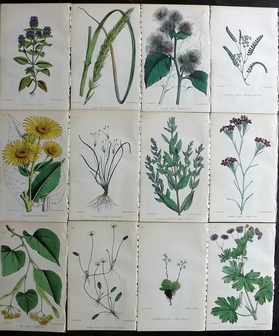 Hogg & Johnson C1870 Lot of 12 HCol Botanical Prints: Hand Coloured Lithographs Published 1863-1880, London for "The Wild Flowers of Great Britain" by Robert Hogg & George W. Johnson. Paper Size: 9 x 5.5 inch (23 x 14cm) Good Condition