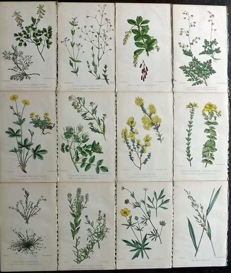 Hogg & Johnson C1870 Lot of 12 HCol Botanical Prints: Hand Coloured Lithographs Published 1863-1880, London for "The Wild Flowers of Great Britain" by Robert Hogg & George W. Johnson. Paper Size: 9 x 5.5 inch (23 x 14cm) Good Condition