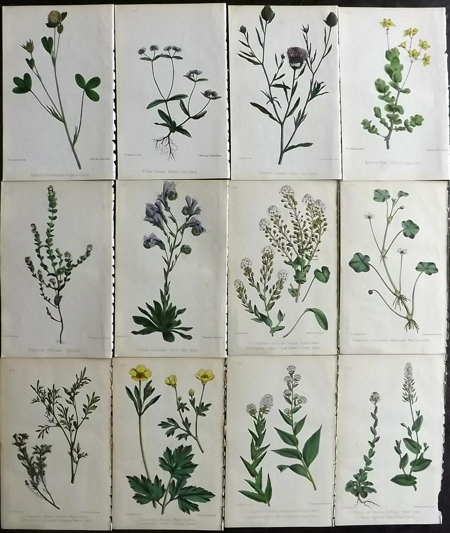 Hogg & Johnson C1870 Lot of 12 HCol Botanical Prints: Hand Coloured Lithographs Published 1863-1880, London for "The Wild Flowers of Great Britain" by Robert Hogg & George W. Johnson. Paper Size: 9 x 5.5 inch (23 x 14cm) Good Condition
