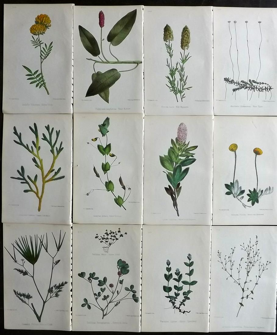 Hogg & Johnson C1870 Lot of 12 HCol Botanical Prints: Hand Coloured Lithographs Published 1863-1880, London for "The Wild Flowers of Great Britain" by Robert Hogg & George W. Johnson. Paper Size: 9 x 5.5 inch (23 x 14cm) Good Condition