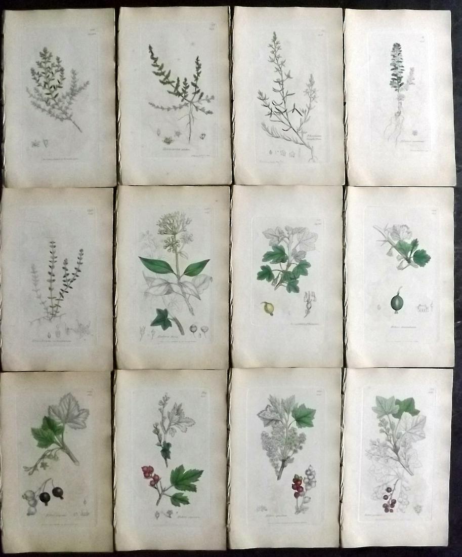 Sowerby, James 1846 Lot 12 Part HCol Botanical Prints: Partial Hand Coloured Etchings only (As issued) Published London, 1832-46 for "English Botany; or, Coloured Figures of British Plants…" Second Edition by James Sowerby and Edward Smith. Paper Size: 