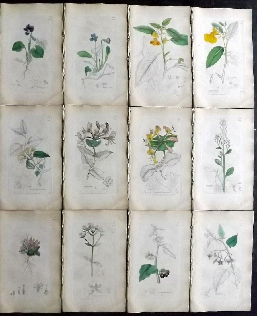 Sowerby, James 1846 Lot 12 Part HCol Botanical Prints: Partial Hand Coloured Etchings only (As issued) Published London, 1832-46 for "English Botany; or, Coloured Figures of British Plants…" Second Edition by James Sowerby and Edward Smith. Paper Size: 