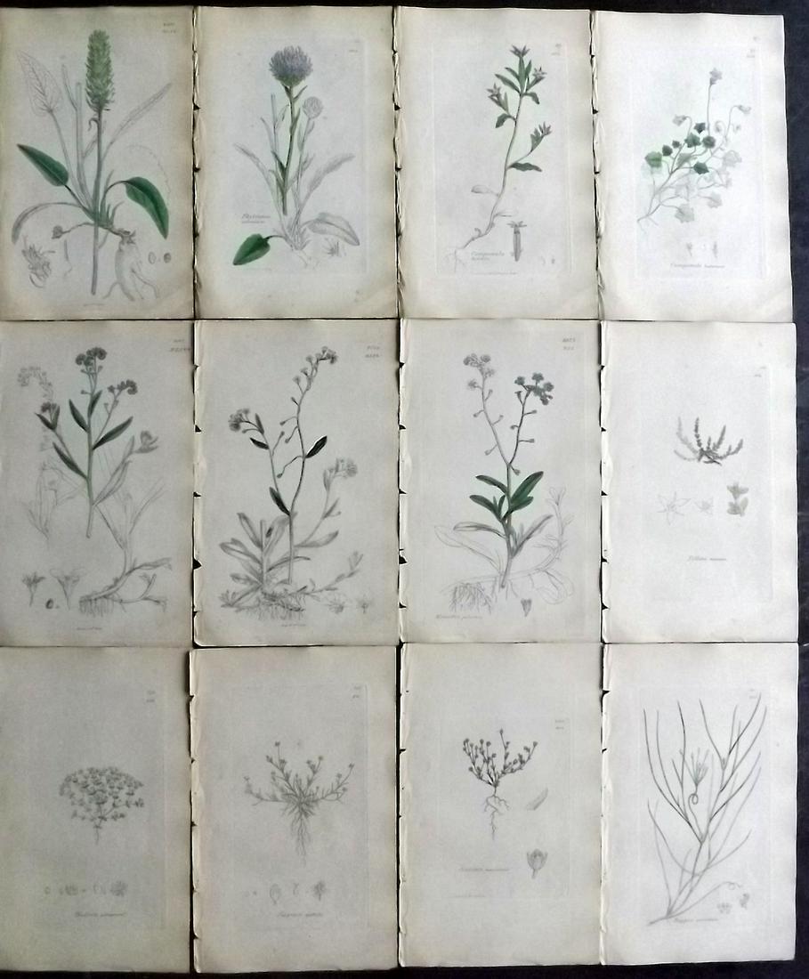 Sowerby, James 1846 Lot 12 Part HCol Botanical Prints: Partial Hand Coloured Etchings only (As issued) Published London, 1832-46 for "English Botany; or, Coloured Figures of British Plants…" Second Edition by James Sowerby and Edward Smith. Paper Size: 