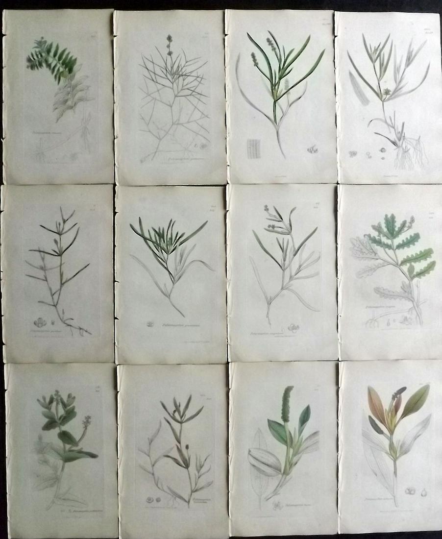 Sowerby, James 1846 Lot 12 Part HCol Botanical Prints: Partial Hand Coloured Etchings only (As issued) Published London, 1832-46 for "English Botany; or, Coloured Figures of British Plants…" Second Edition by James Sowerby and Edward Smith. Paper Size: 