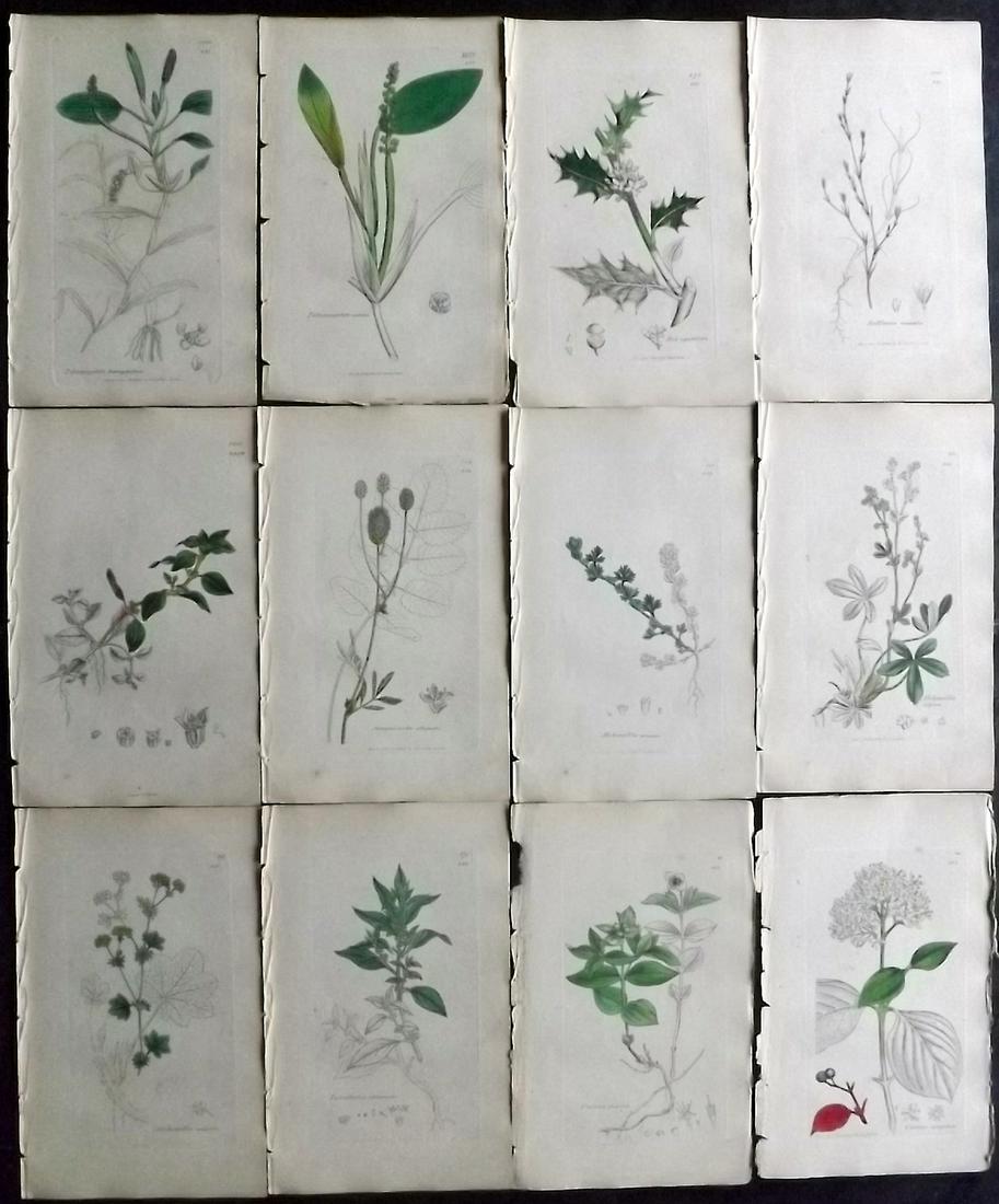 Sowerby, James 1846 Lot 12 Part HCol Botanical Prints: Partial Hand Coloured Etchings only (As issued) Published London, 1832-46 for "English Botany; or, Coloured Figures of British Plants…" Second Edition by James Sowerby and Edward Smith. Paper Size: 