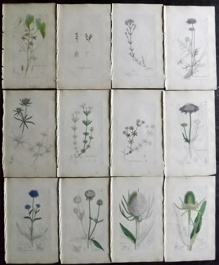 Sowerby, James 1846 Lot 12 Part HCol Botanical Prints: Partial Hand Coloured Etchings only (As issued) Published London, 1832-46 for "English Botany; or, Coloured Figures of British Plants…" Second Edition by James Sowerby and Edward Smith. Paper Size: 