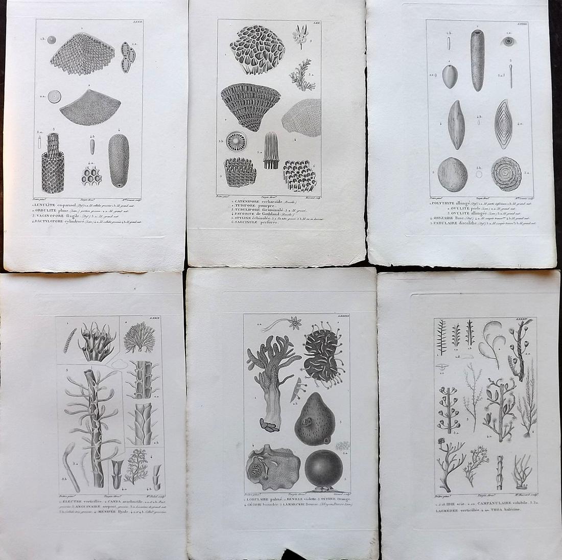 Turpin, Pierre C1820 Lot of 6 Prints. Corals etc (1 of 2)