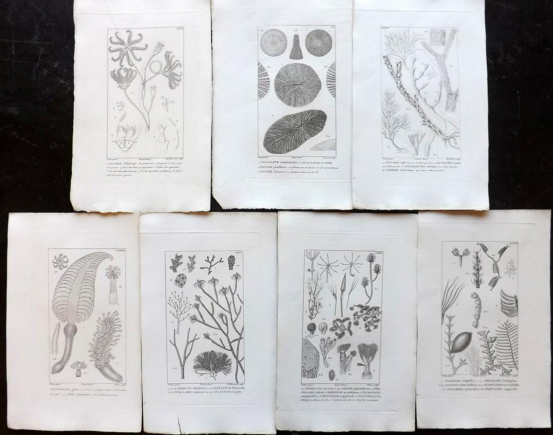 Turpin, Pierre C1820 Lot of 7 Prints. Corals etc (1 of 2)