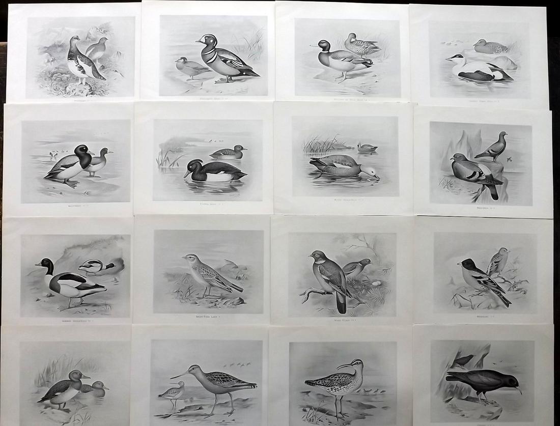 Frohawk, Frederick 1898 Lot of 16 Antique Bird Prints: Lithographs Published 1896-98, London for "British Birds with their Nests and Eggs" by Arthur G. Butler. Illustrated by Frederick William Frohawk. Paper Size: 12 x 9.5 inch (30 x 24cm) Good Condition