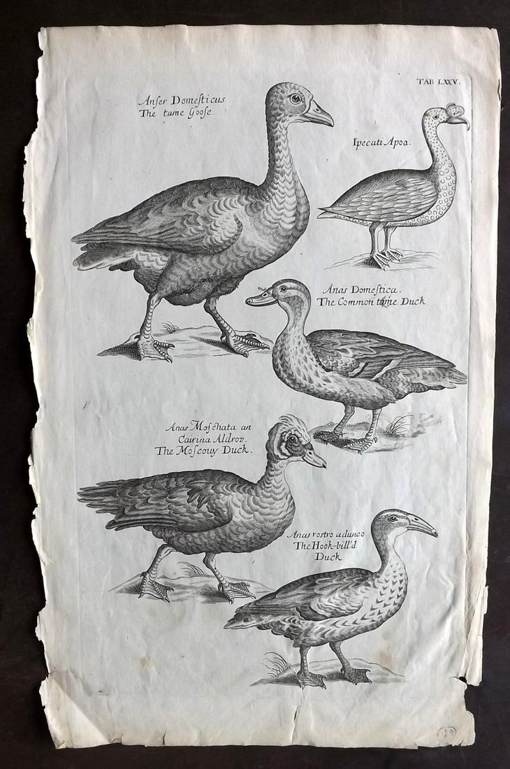 Willughby, Francis 1708 Bird Print. Ducks, Goose: Folio Copper Plate Published 1708, London for "The Ornithology of Francis Willughby" by Francis Willughby and John Ray. Paper Size: 13.5 x 8.5 inch (34 x 22cm) A couple of closed margin tears, otherwi