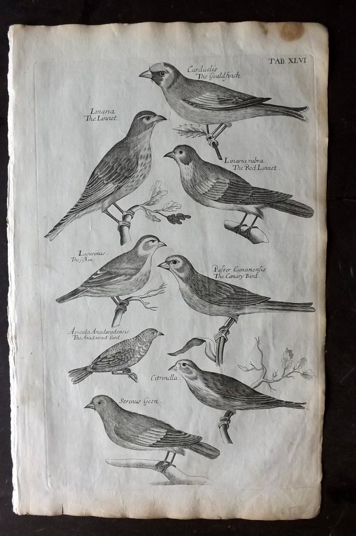 Willughby, Francis 1708 Bird Print. Goldfinch Canary: Folio Copper Plate Published 1708, London for "The Ornithology of Francis Willughby" by Francis Willughby and John Ray. Paper Size: 13.5 x 8.5 inch (34 x 22cm) Tone mark in top margin. Good condition